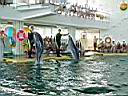 В дельфинарии санатория "Крым" в Партените