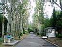 Тополиная аллея в парке санатория "Крым"