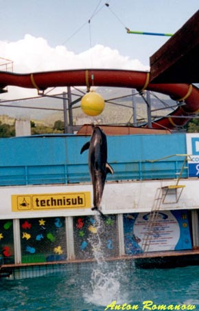 Ялтинский дельфинарий